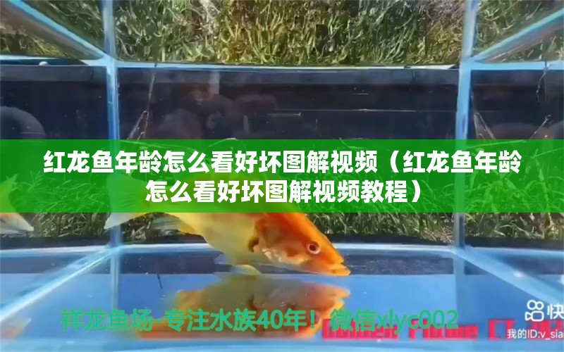 紅龍魚年齡怎么看好壞圖解視頻（紅龍魚年齡怎么看好壞圖解視頻教程） 龍魚百科