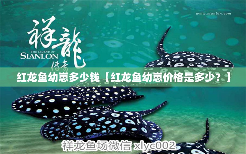 紅龍魚幼崽多少錢【紅龍魚幼崽價格是多少？】 水族問答 第2張