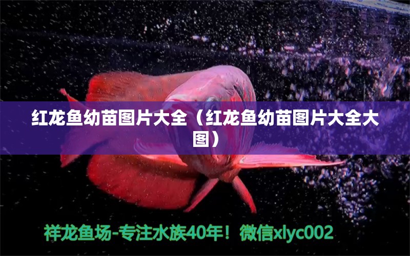 紅龍魚幼苗圖片大全（紅龍魚幼苗圖片大全大圖） 印尼紅龍魚