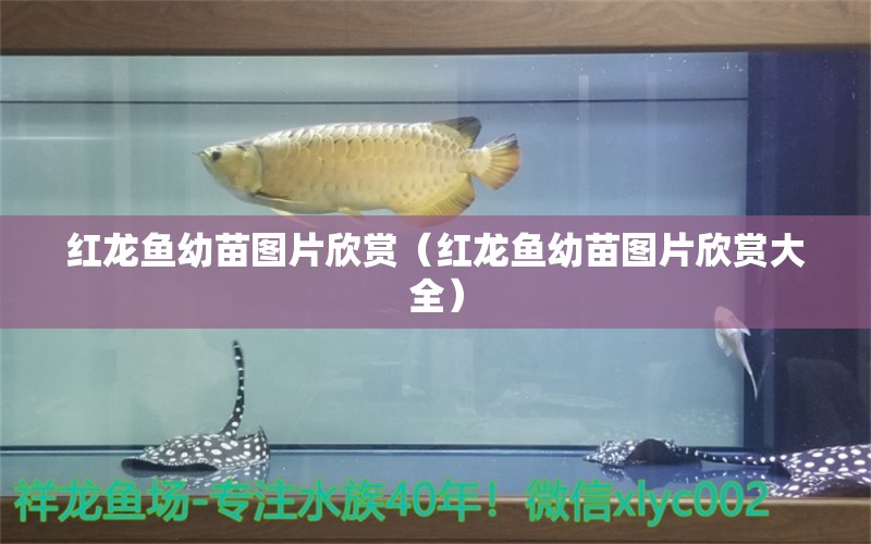 紅龍魚幼苗圖片欣賞（紅龍魚幼苗圖片欣賞大全）