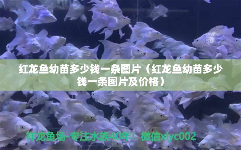 紅龍魚幼苗多少錢一條圖片（紅龍魚幼苗多少錢一條圖片及價(jià)格） 印尼紅龍魚