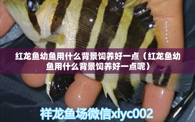 紅龍魚幼魚用什么背景飼養(yǎng)好一點(diǎn)（紅龍魚幼魚用什么背景飼養(yǎng)好一點(diǎn)呢）