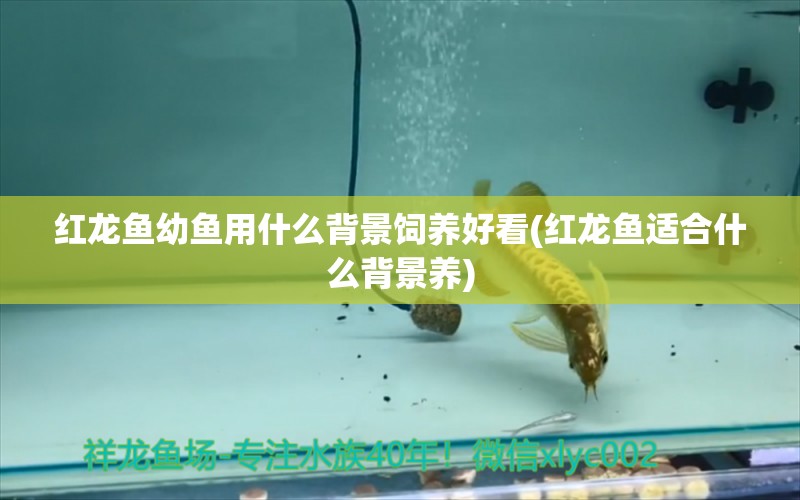 紅龍魚幼魚用什么背景飼養(yǎng)好看(紅龍魚適合什么背景養(yǎng)) 金頭過背金龍魚