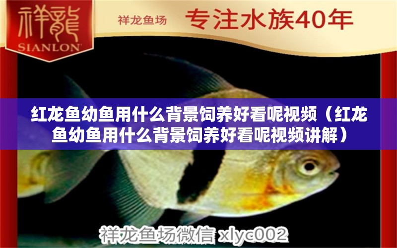 紅龍魚幼魚用什么背景飼養(yǎng)好看呢視頻（紅龍魚幼魚用什么背景飼養(yǎng)好看呢視頻講解）