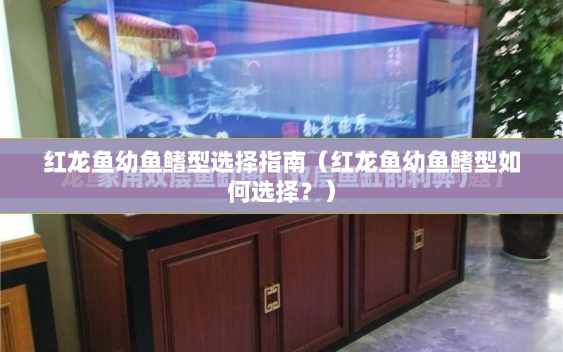 紅龍魚幼魚鰭型選擇指南（紅龍魚幼魚鰭型如何選擇？） 水族問答 第1張