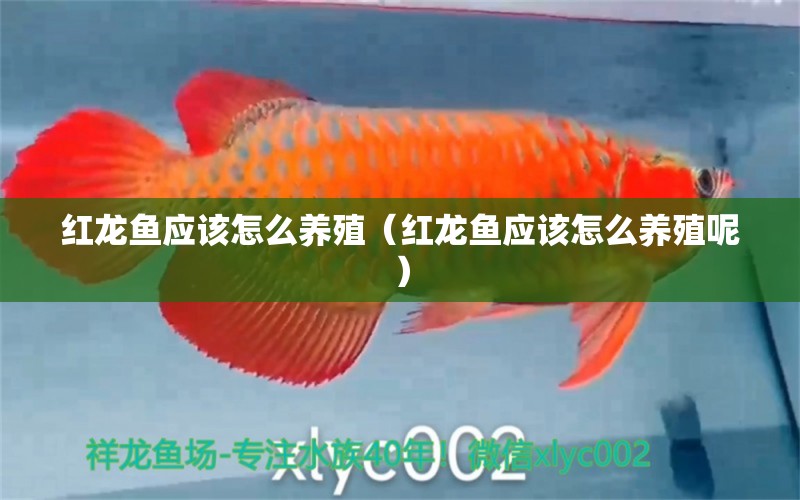 紅龍魚應該怎么養(yǎng)殖（紅龍魚應該怎么養(yǎng)殖呢）