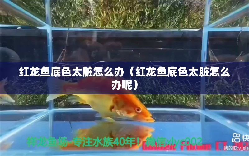 紅龍魚底色太臟怎么辦（紅龍魚底色太臟怎么辦呢）