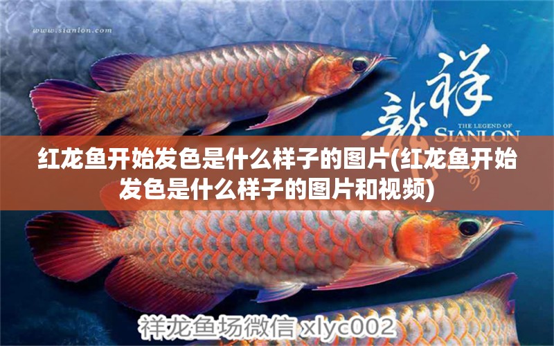 紅龍魚開始發(fā)色是什么樣子的圖片(紅龍魚開始發(fā)色是什么樣子的圖片和視頻)