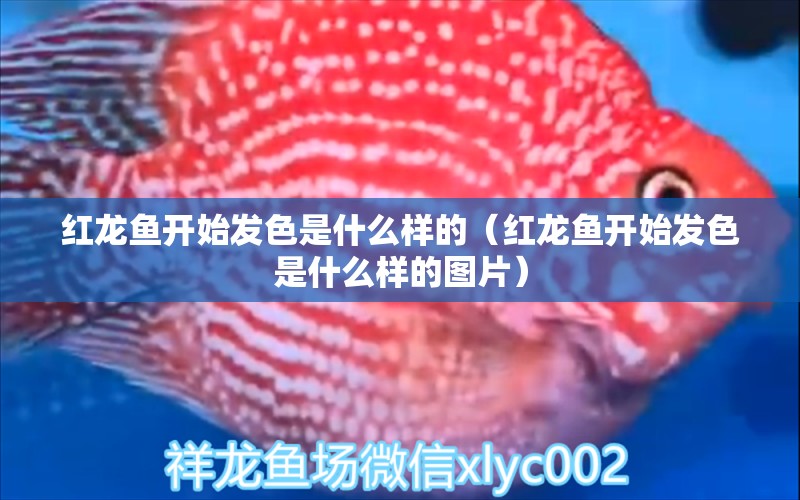 紅龍魚開始發(fā)色是什么樣的（紅龍魚開始發(fā)色是什么樣的圖片） 紅龍魚魚糧飼料