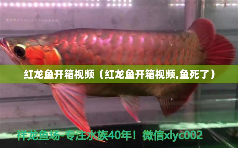 紅龍魚開箱視頻（紅龍魚開箱視頻,魚死了） 祥龍水族醫(yī)院