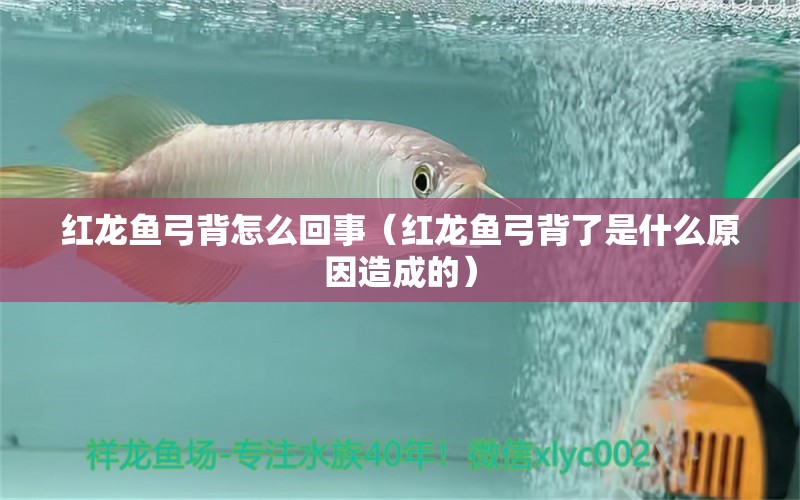 紅龍魚弓背怎么回事（紅龍魚弓背了是什么原因造成的）