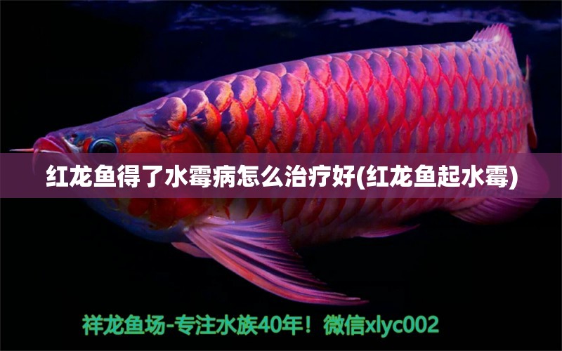 紅龍魚(yú)得了水霉病怎么治療好(紅龍魚(yú)起水霉)