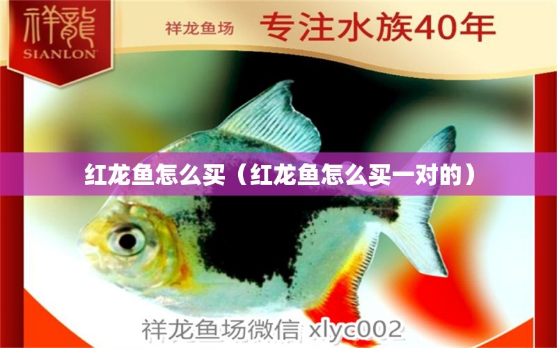 紅龍魚(yú)怎么買(mǎi)（紅龍魚(yú)怎么買(mǎi)一對(duì)的） 網(wǎng)上購(gòu)買(mǎi)觀賞魚(yú)