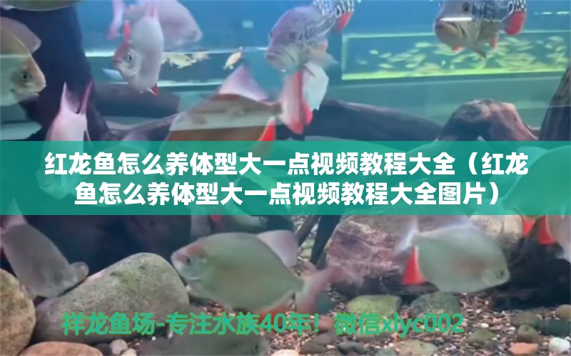 紅龍魚怎么養(yǎng)體型大一點視頻教程大全（紅龍魚怎么養(yǎng)體型大一點視頻教程大全圖片）