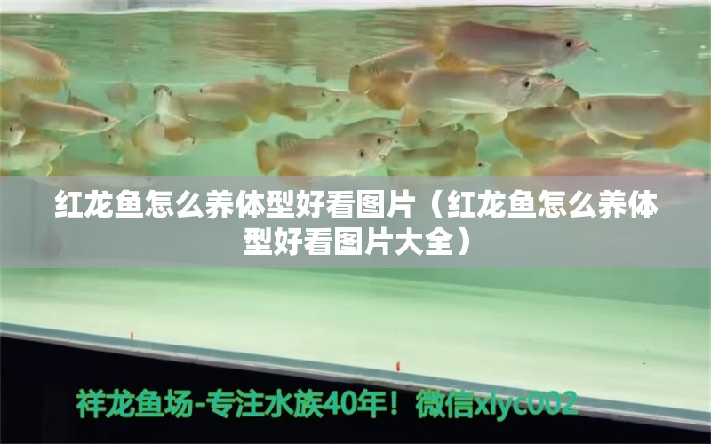 紅龍魚怎么養(yǎng)體型好看圖片（紅龍魚怎么養(yǎng)體型好看圖片大全）