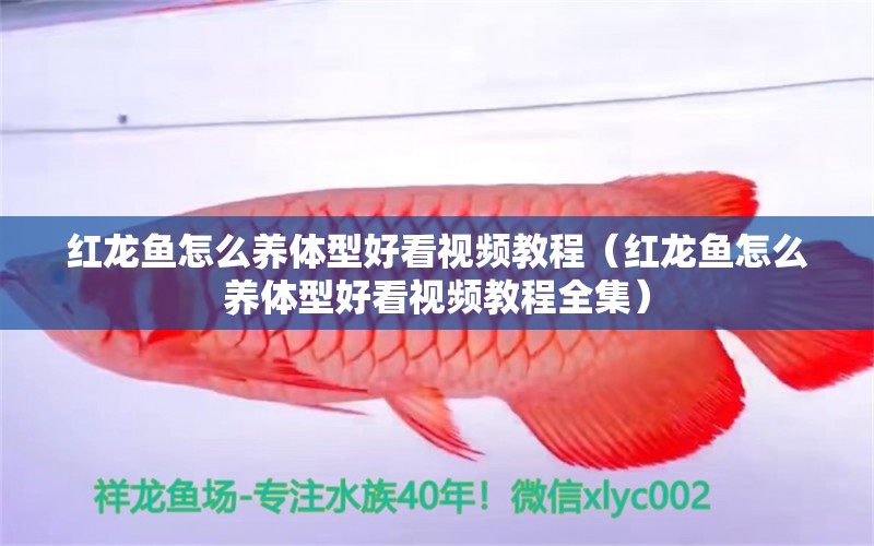 紅龍魚怎么養(yǎng)體型好看視頻教程（紅龍魚怎么養(yǎng)體型好看視頻教程全集） 龍魚百科