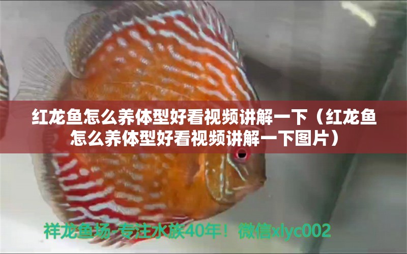 紅龍魚怎么養(yǎng)體型好看視頻講解一下（紅龍魚怎么養(yǎng)體型好看視頻講解一下圖片） 龍魚百科