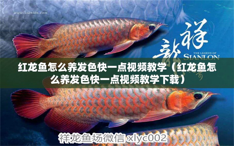 紅龍魚怎么養(yǎng)發(fā)色快一點視頻教學（紅龍魚怎么養(yǎng)發(fā)色快一點視頻教學下載） 龍魚百科