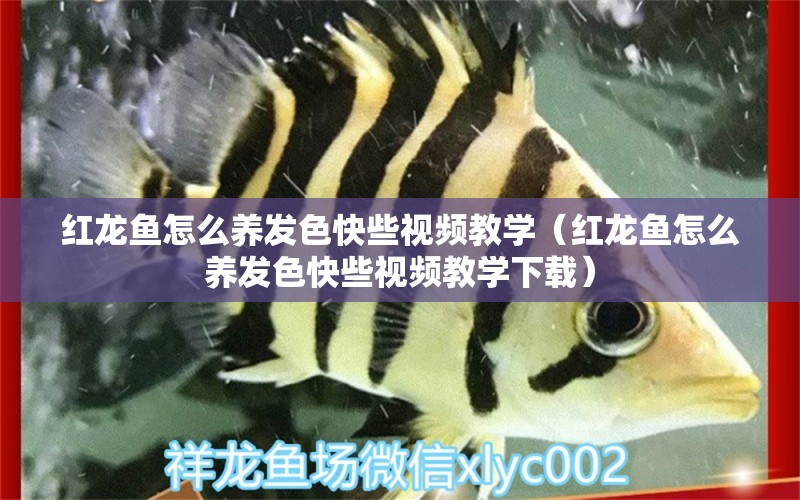 紅龍魚怎么養(yǎng)發(fā)色快些視頻教學（紅龍魚怎么養(yǎng)發(fā)色快些視頻教學下載）