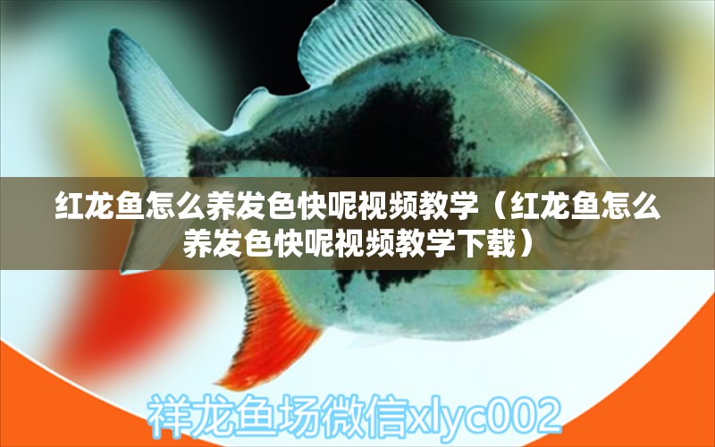 紅龍魚怎么養(yǎng)發(fā)色快呢視頻教學（紅龍魚怎么養(yǎng)發(fā)色快呢視頻教學下載）