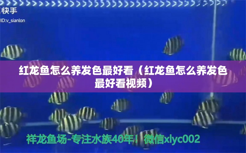 紅龍魚(yú)怎么養(yǎng)發(fā)色最好看（紅龍魚(yú)怎么養(yǎng)發(fā)色最好看視頻） 印尼紅龍魚(yú)