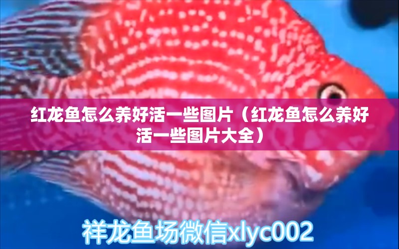 紅龍魚怎么養(yǎng)好活一些圖片（紅龍魚怎么養(yǎng)好活一些圖片大全）