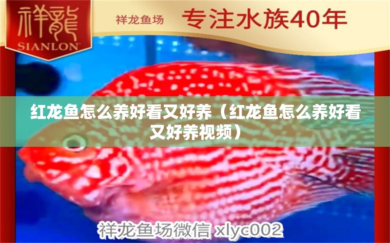 紅龍魚怎么養(yǎng)好看又好養(yǎng)（紅龍魚怎么養(yǎng)好看又好養(yǎng)視頻）