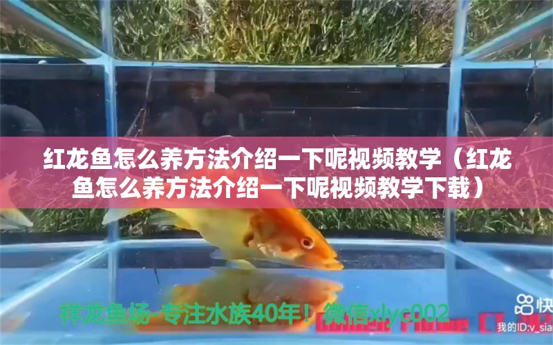 紅龍魚怎么養(yǎng)方法介紹一下呢視頻教學（紅龍魚怎么養(yǎng)方法介紹一下呢視頻教學下載）