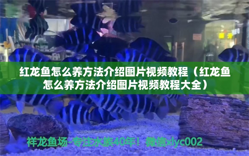 紅龍魚怎么養(yǎng)方法介紹圖片視頻教程（紅龍魚怎么養(yǎng)方法介紹圖片視頻教程大全）