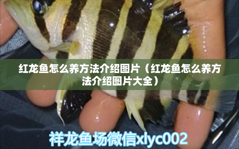 紅龍魚怎么養(yǎng)方法介紹圖片（紅龍魚怎么養(yǎng)方法介紹圖片大全）