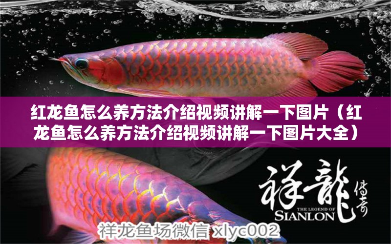 紅龍魚怎么養(yǎng)方法介紹視頻講解一下圖片（紅龍魚怎么養(yǎng)方法介紹視頻講解一下圖片大全）