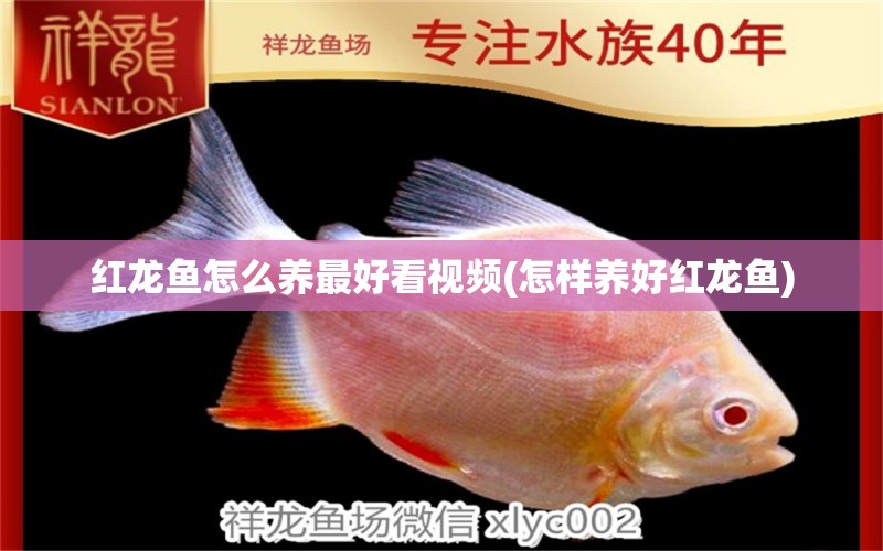 紅龍魚怎么養(yǎng)最好看視頻(怎樣養(yǎng)好紅龍魚) 黑帝王魟魚 第1張