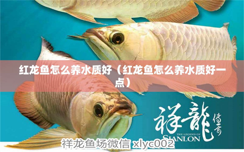 紅龍魚怎么養(yǎng)水質(zhì)好（紅龍魚怎么養(yǎng)水質(zhì)好一點）