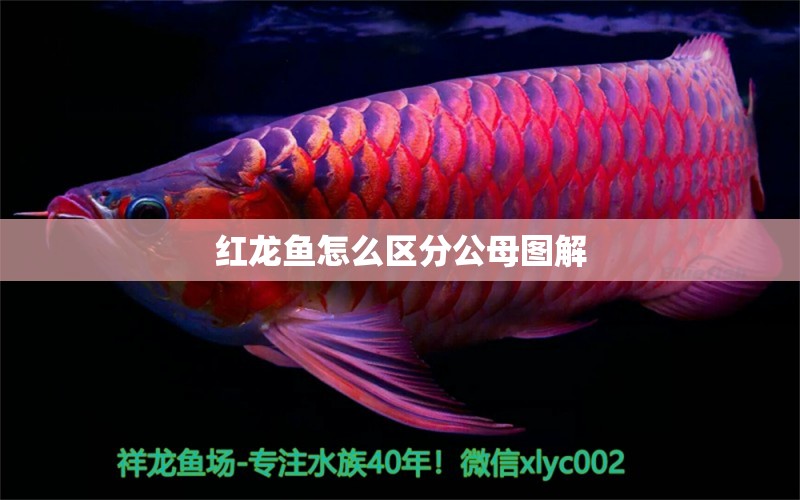 紅龍魚怎么區(qū)分公母圖解