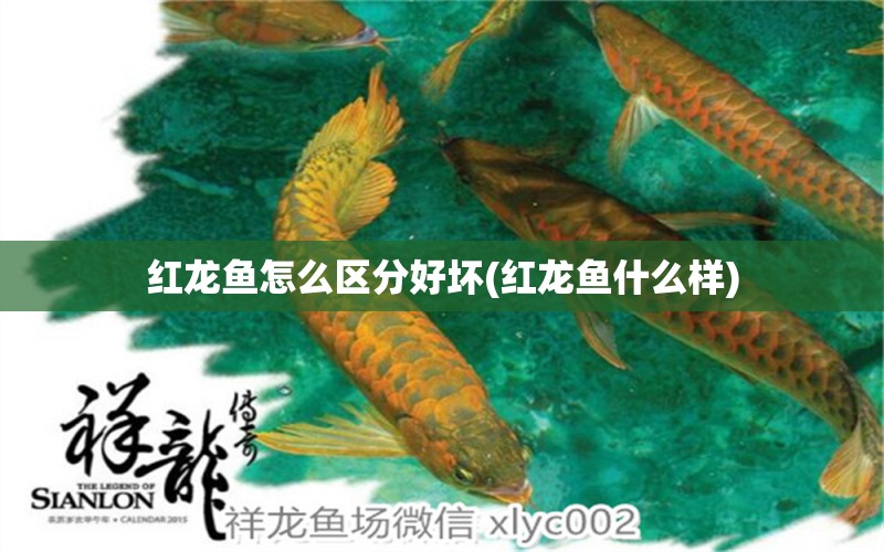 紅龍魚(yú)怎么區(qū)分好壞(紅龍魚(yú)什么樣) 祥龍水族護(hù)理水