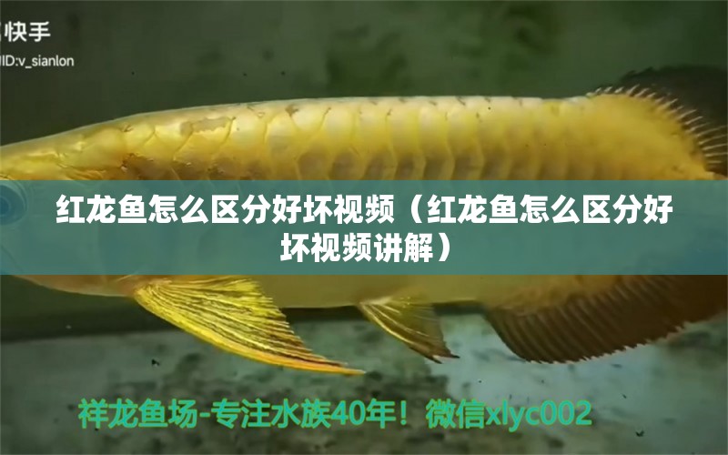 紅龍魚怎么區(qū)分好壞視頻（紅龍魚怎么區(qū)分好壞視頻講解）