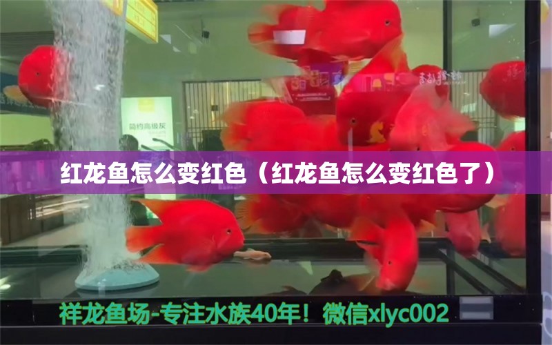 紅龍魚(yú)怎么變紅色（紅龍魚(yú)怎么變紅色了） 量子養(yǎng)魚(yú)技術(shù)