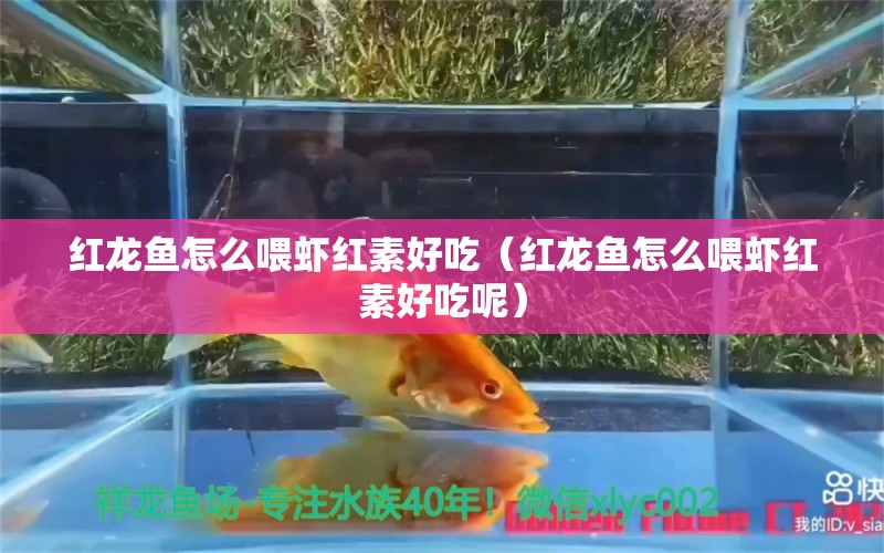 紅龍魚怎么喂蝦紅素好吃（紅龍魚怎么喂蝦紅素好吃呢）