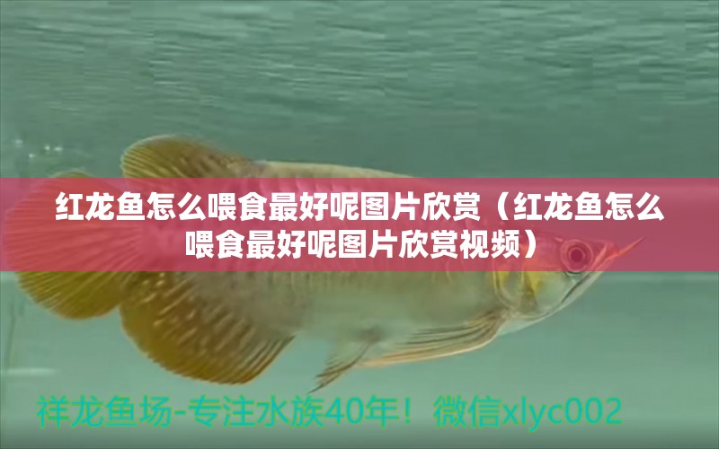 紅龍魚怎么喂食最好呢圖片欣賞（紅龍魚怎么喂食最好呢圖片欣賞視頻）