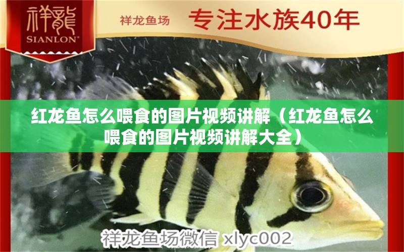 紅龍魚怎么喂食的圖片視頻講解（紅龍魚怎么喂食的圖片視頻講解大全）