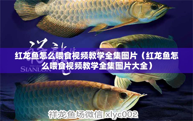 紅龍魚怎么喂食視頻教學全集圖片（紅龍魚怎么喂食視頻教學全集圖片大全） 龍魚百科