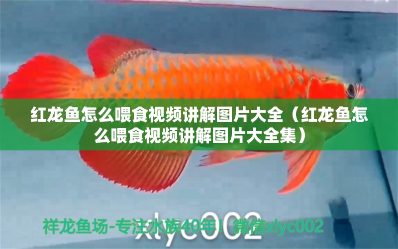 紅龍魚怎么喂食視頻講解圖片大全（紅龍魚怎么喂食視頻講解圖片大全集） 龍魚百科