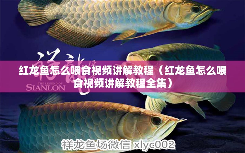 紅龍魚(yú)怎么喂食視頻講解教程（紅龍魚(yú)怎么喂食視頻講解教程全集）