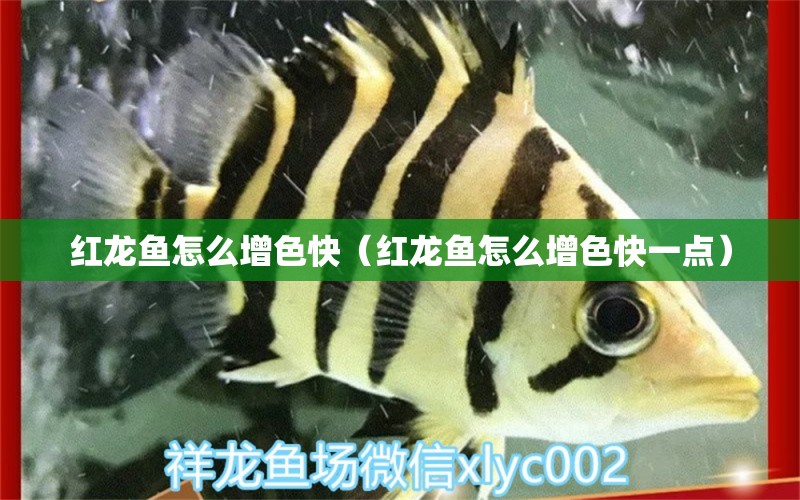 紅龍魚怎么增色快（紅龍魚怎么增色快一點(diǎn)） 印尼紅龍魚