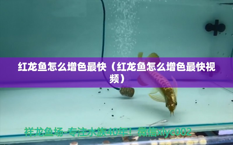 紅龍魚(yú)怎么增色最快（紅龍魚(yú)怎么增色最快視頻）