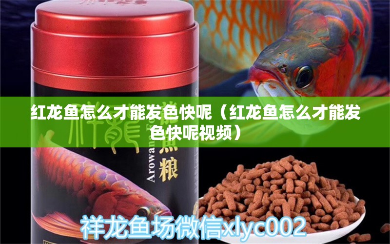 紅龍魚怎么才能發(fā)色快呢（紅龍魚怎么才能發(fā)色快呢視頻） 龍魚百科