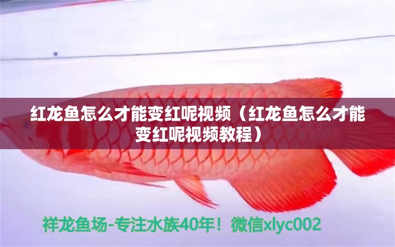 紅龍魚怎么才能變紅呢視頻（紅龍魚怎么才能變紅呢視頻教程）