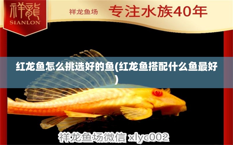 紅龍魚怎么挑選好的魚(紅龍魚搭配什么魚最好)