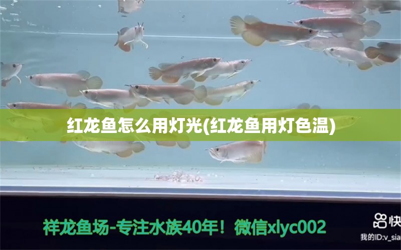 紅龍魚怎么用燈光(紅龍魚用燈色溫) 羅漢魚批發(fā) 第1張