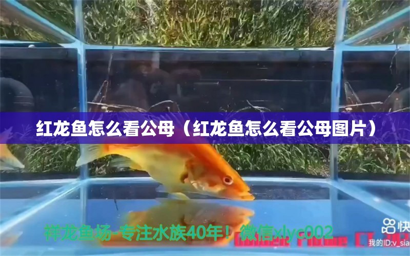 紅龍魚(yú)怎么看公母（紅龍魚(yú)怎么看公母圖片）